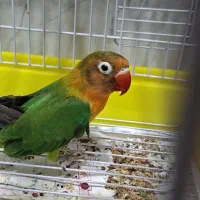 طوطی برزیلی فیشر