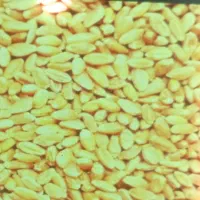 گندم پیشگام