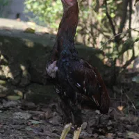 جوجه لاری.خروس لاری