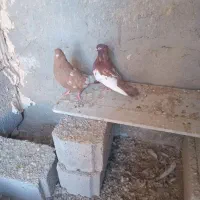 کبوتر سینه ای|پرنده|آذرشهر, |دیوار