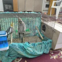 یک جفت طوطی عروس مولد