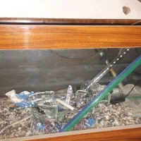 آکواریوم|ماهی|بندر انزلی, مسکن مهر|دیوار