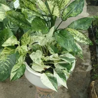 گلهای آپارتمانی جزئی وعمده|گل و گیاه طبیعی|مشهد, بهارستان|دیوار