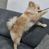 پامر کراس|سگ|اسلام‌شهر, شهرک مفیدی|دیوار