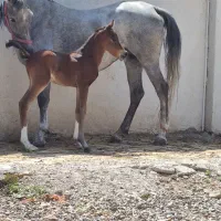 نریان کرد ۶ دنگ|اسب و تجهیزات اسبسواری|رشت, لاکان|دیوار