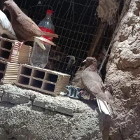 کبوتر دم سفید جوجه