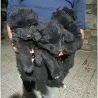 فروش حیوانات خانگی