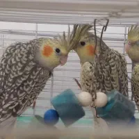 جوجه دو ماهه دونخور عروس هلندی