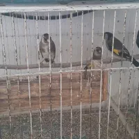 تعدادی سهره کهنه قفس|پرنده|ساری, |دیوار