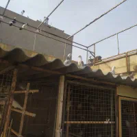 کبوتر|پرنده|تهران, افسریه جنوبی|دیوار