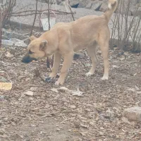 توله سرابی شجره دار|سگ|رباطکریم, رباطکریم|دیوار