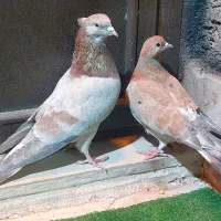 کفتر یا کبوتر