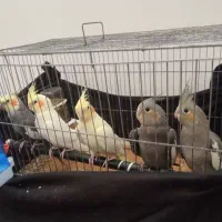 عروس مولد به شرط با جوجه|پرنده|قم, زاویه|دیوار