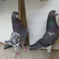 کبوتر