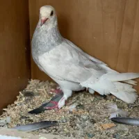 کفتر