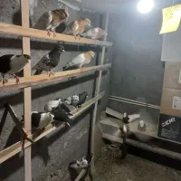کفتر رنگه کله طوقی ساده کلاغ بدون بوم همه یکجا