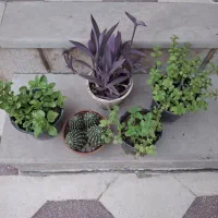 گل و گیاه