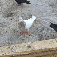 ماده کله کوهی  یا کله الماسی|پرنده|ازنا, |دیوار