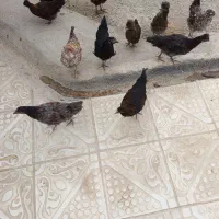 21 جوجه اصیل محلی
