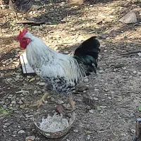 فروش خروس محلی