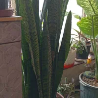 گل آپارتمانی|گل و گیاه طبیعی|مرودشت, ژیان|دیوار