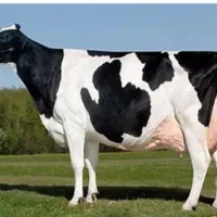 تلقیح مصنوعی گاو|خدمات پیشه و مهارت|هلالی, |دیوار