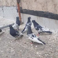کبوتر کله سیاه بهبهانی نروماده|پرنده|شیراز, دارالرحمه|دیوار