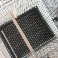 قفس پرنده|لوازم جانبی حیوانات|تهران, تهرانسر شمالی|دیوار