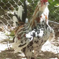 تخم مرغ نطفه دار گلین لری گلچین|حیوانات مزرعه|شاهین‌شهر, بنیاد ازدواج|دیوار