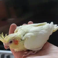 پرنده جوجه عروس هلندی (لوتینو )