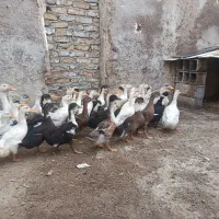 اردک|حیوانات مزرعه|آمل, |دیوار