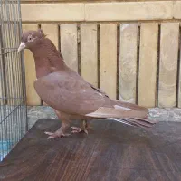 دونه ۲۰۰|پرنده|شیراز, شیشه‌گری|دیوار