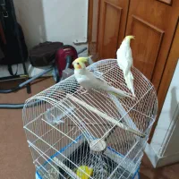 دو عدد عروسی هلندی نر و یک ماده|پرنده|شاهینشهر, حافظ شمالی|دیوار