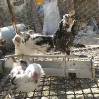 نیمچه مرغ گلین زیر مرغی