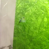 میگو زنده برای غذای ماهی گوشت خوار