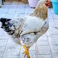 مرغ و خروس محلی|حیوانات مزرعه|تهران, قاسم‌آباد|دیوار