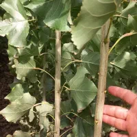 نهال صنوبر نیگرا ترکیه