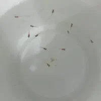 بچه ماهی گوپی نژاد دم پروانه ای