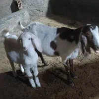 بز به همراه بزغالمه