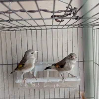 جوجه سهره نر|پرنده|خمینیشهر, |دیوار