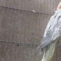 عروس هلندی|پرنده|قم, در بهشت|دیوار