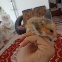 2 عدد همستر نر و ماده