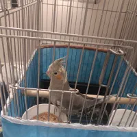 عروس هلندی نرسخن گو