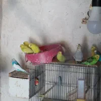 مرغ عشق|پرنده|عجب شیر, |دیوار