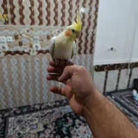 عروس پاریس نر و ماده