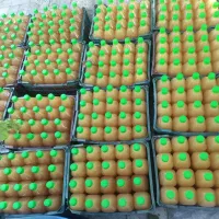 فروش عمده سرکه سیب طبیعی|خوردنی و آشامیدنی|مهریز, |دیوار