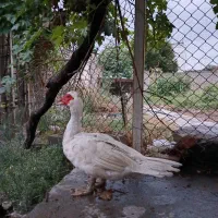 اردک خارجی نر چاق