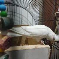 عروس هلندی نر سخنگو