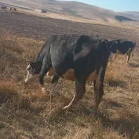 گاو سیمینتال شکم اول یه هفته مونده به زایمان|حیوانات مزرعه|اهر, |دیوار