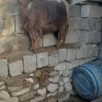 بز خوب چاق|حیوانات مزرعه|شیراز, درکی|دیوار